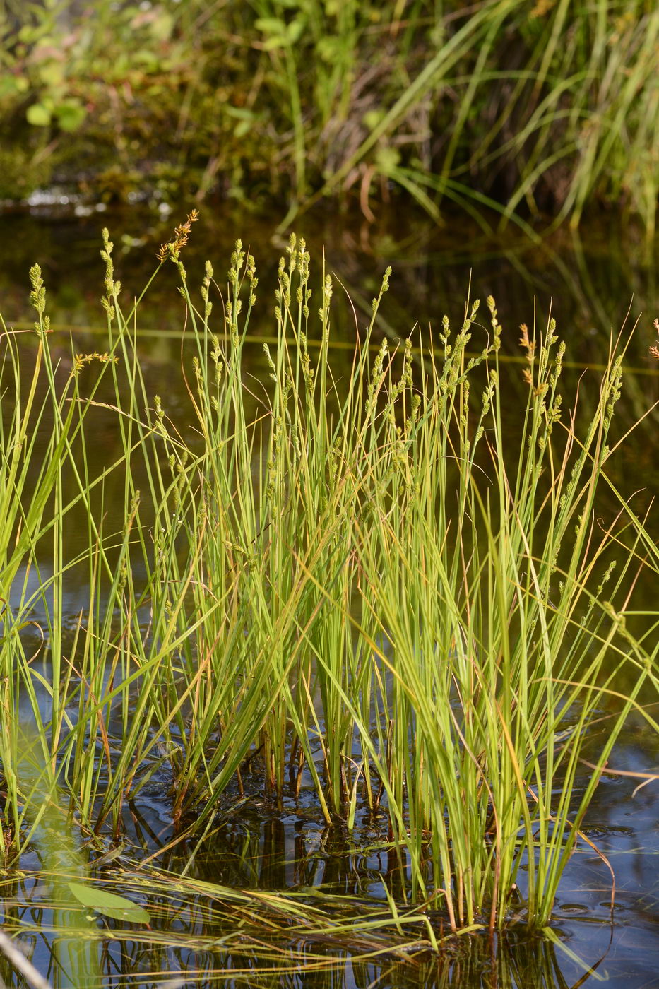 Image of Carex canescens specimen.