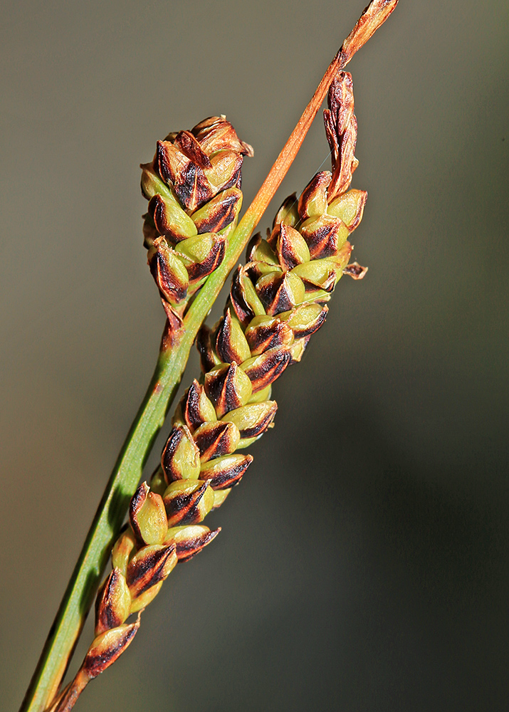 Image of Carex rigidioides specimen.