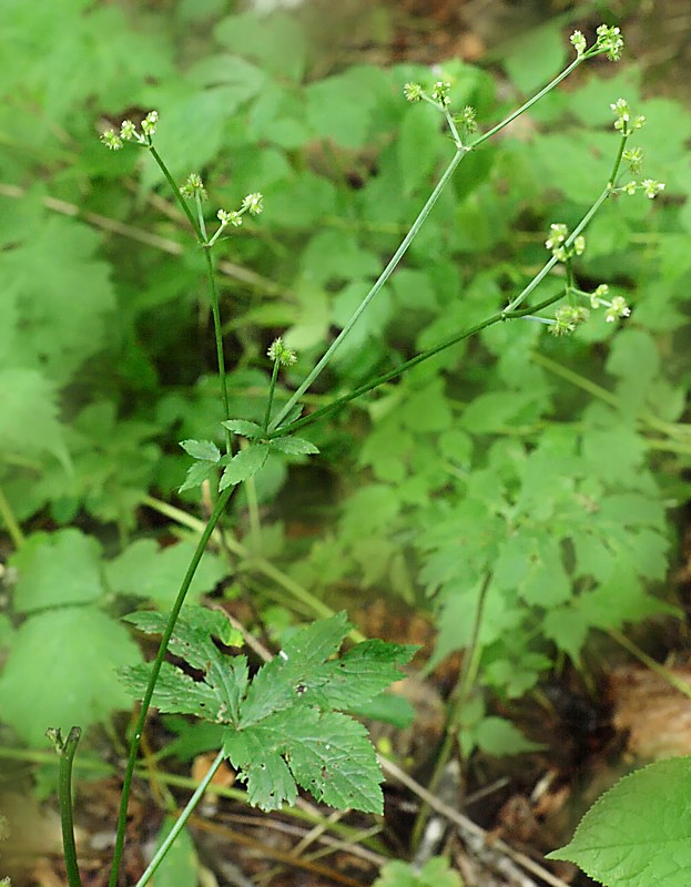 Image of Sanicula chinensis specimen.