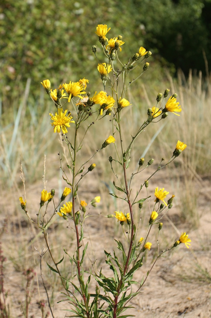 Image of Hieracium umbellatum specimen.