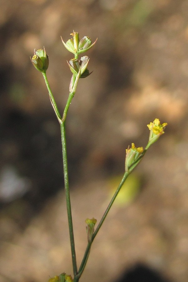 Изображение особи Bupleurum asperuloides.