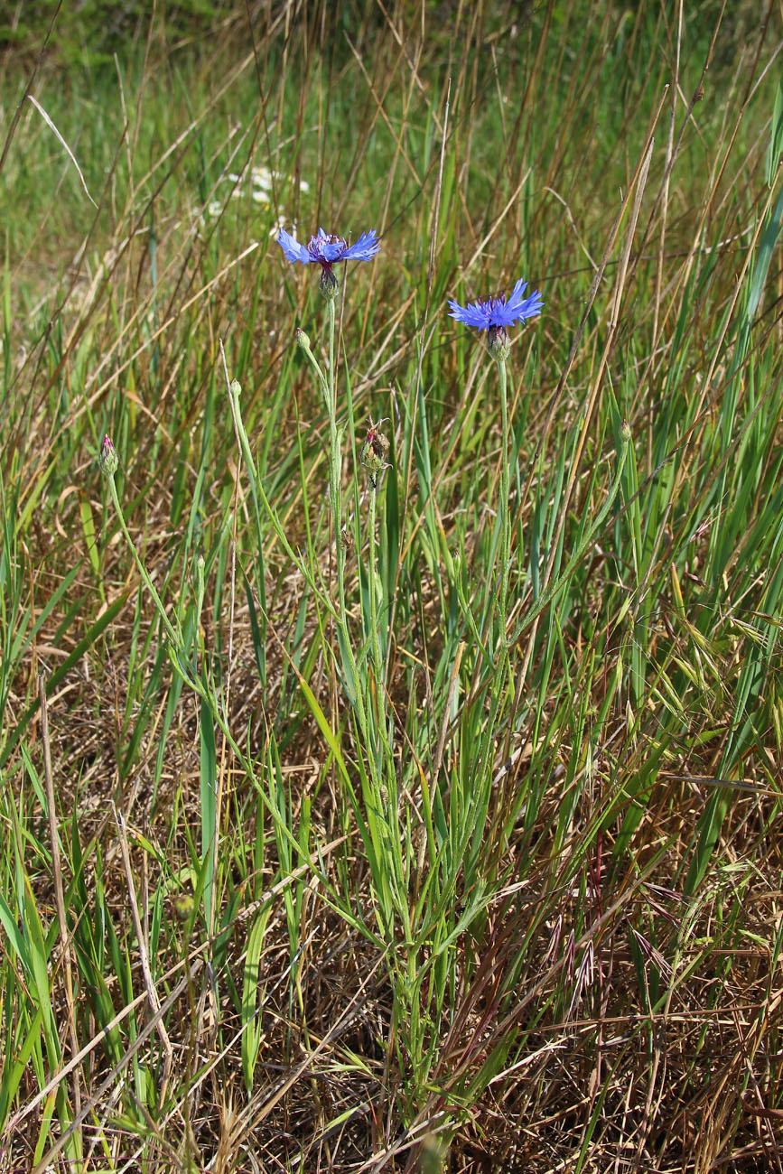 Image of Centaurea cyanus specimen.