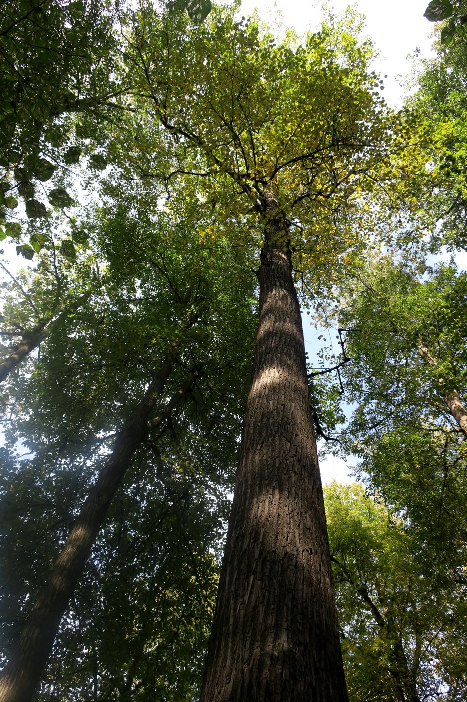 Изображение особи Populus &times; sibirica.