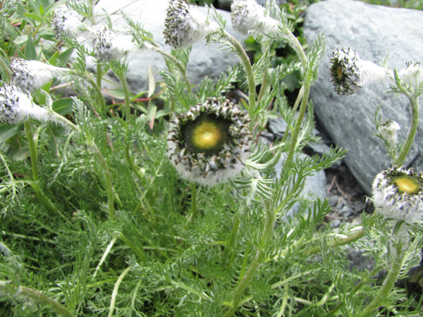 Image of Pyrethrum pulchrum specimen.