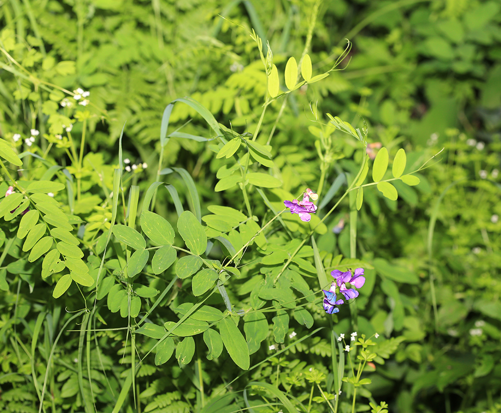 Image of Lathyrus pilosus specimen.