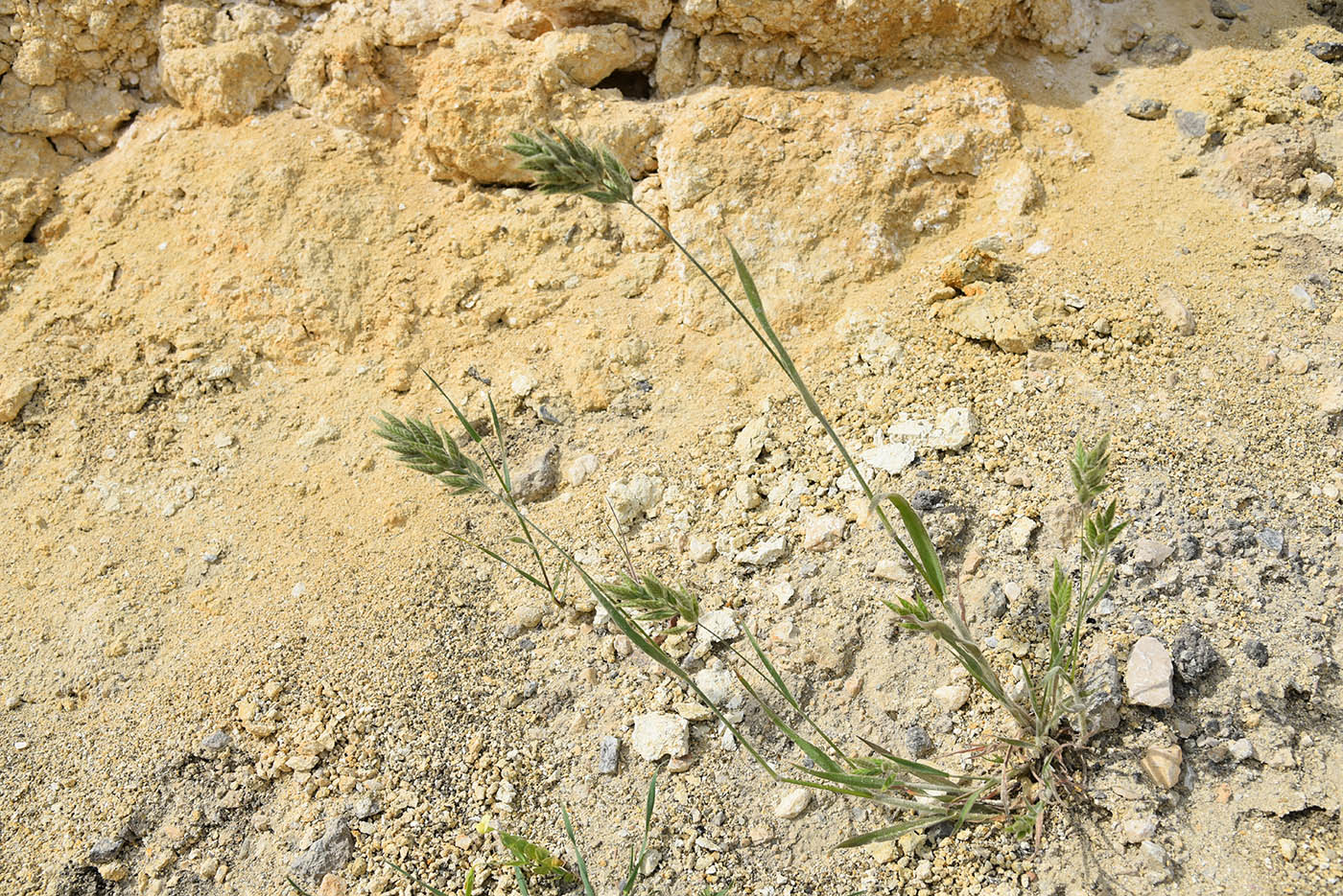 Image of Bromus hordeaceus specimen.