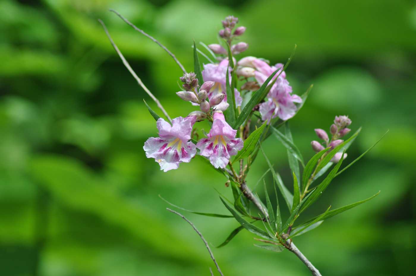 Изображение особи Chilopsis linearis.