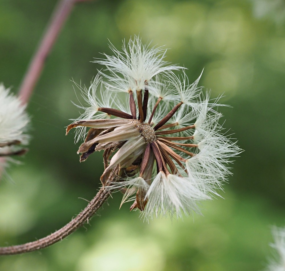 Image of Crepis sibirica specimen.