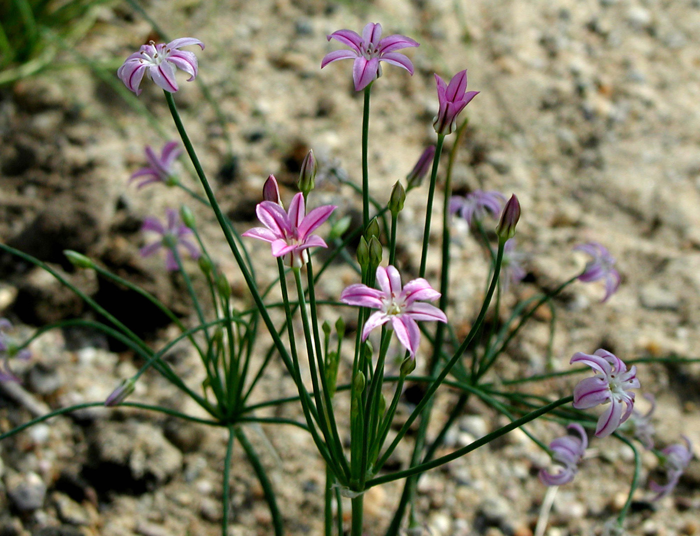 Изображение особи Allium neriniflorum.