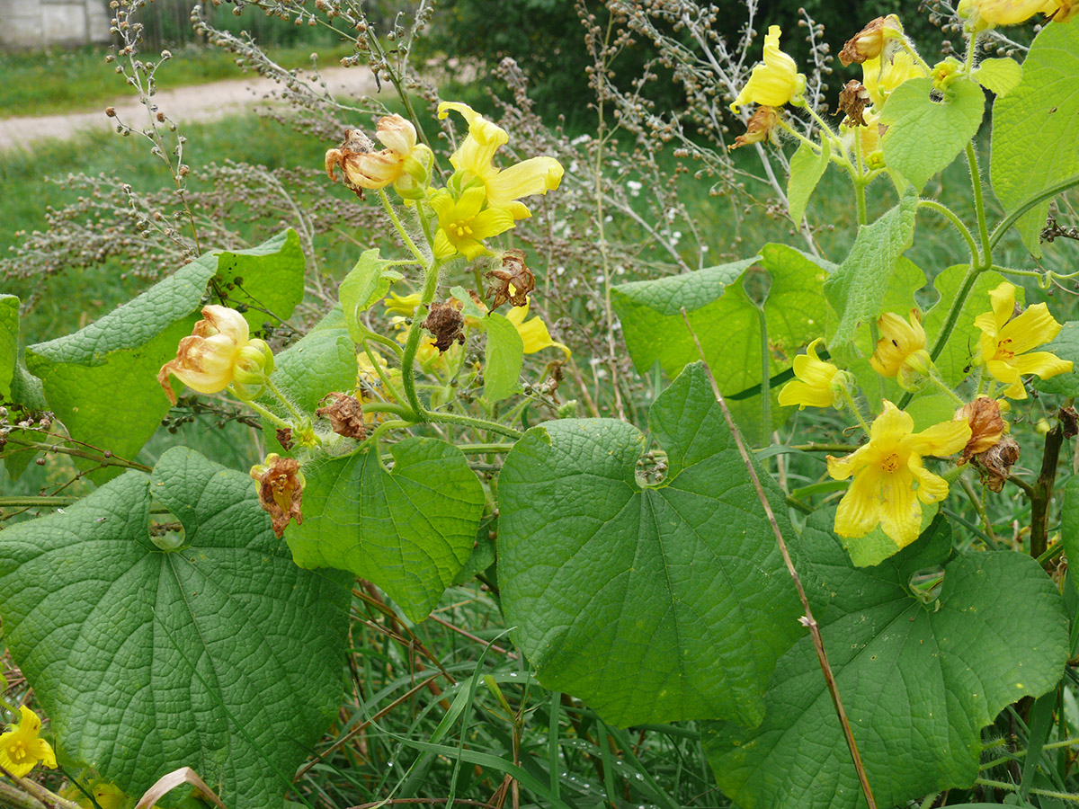 Изображение особи Thladiantha dubia.