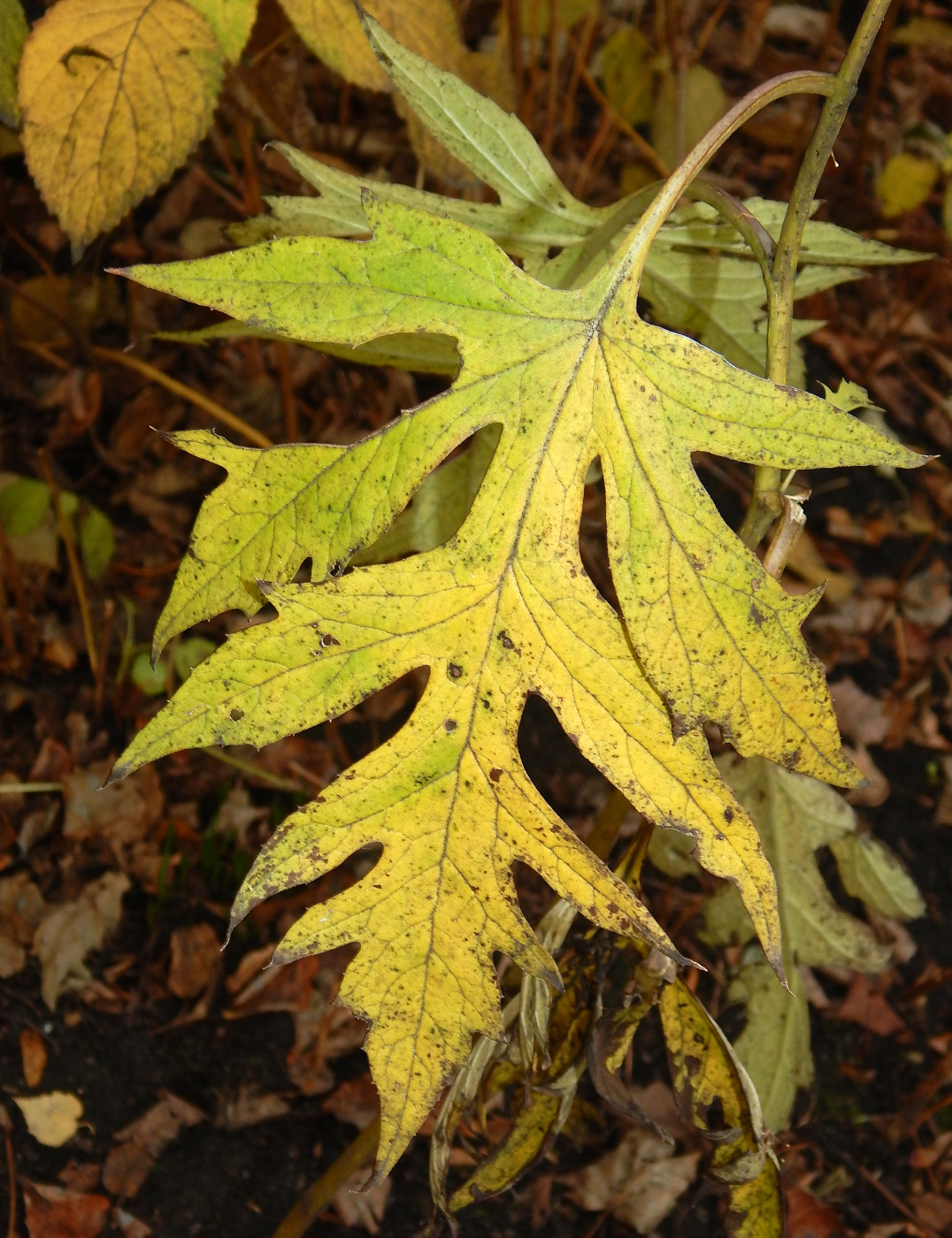 Image of Sinacalia tangutica specimen.