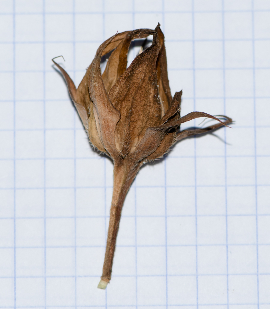 Image of Hibiscus panduriformis specimen.