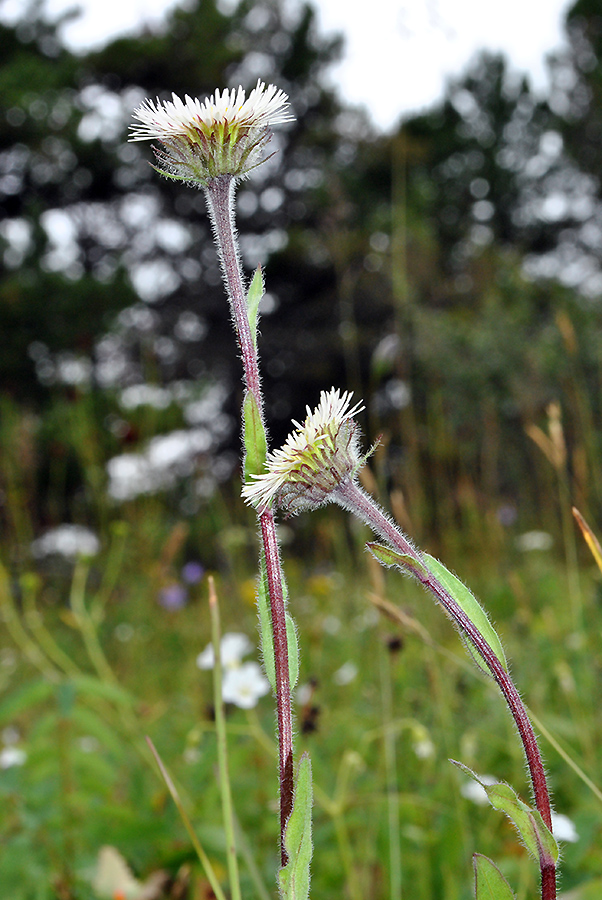 Изображение особи Erigeron eriocalyx.