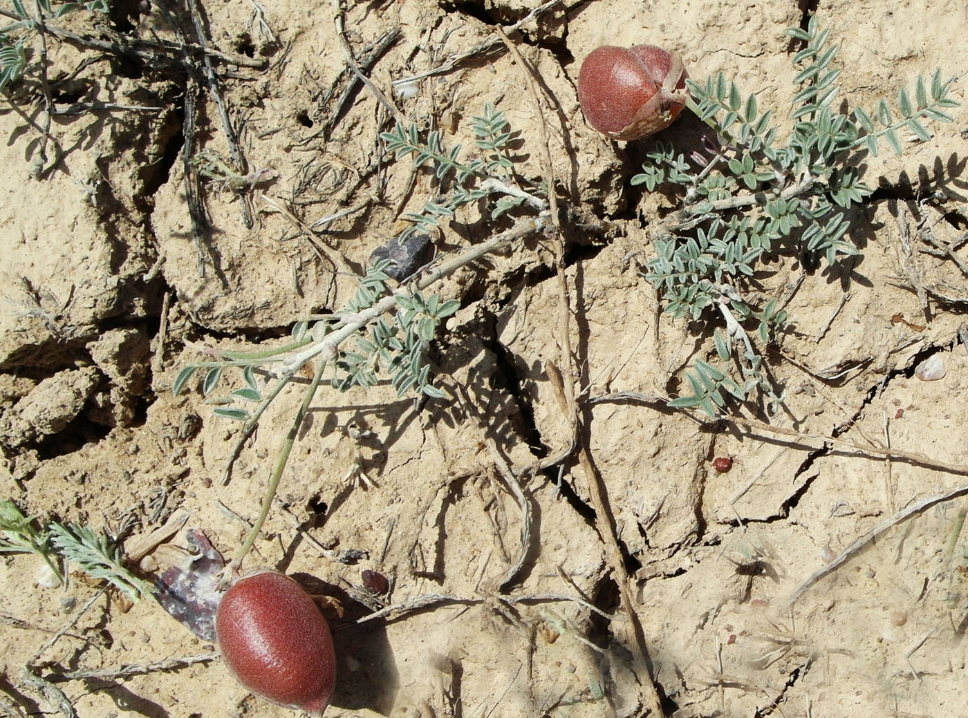 Изображение особи род Astragalus.