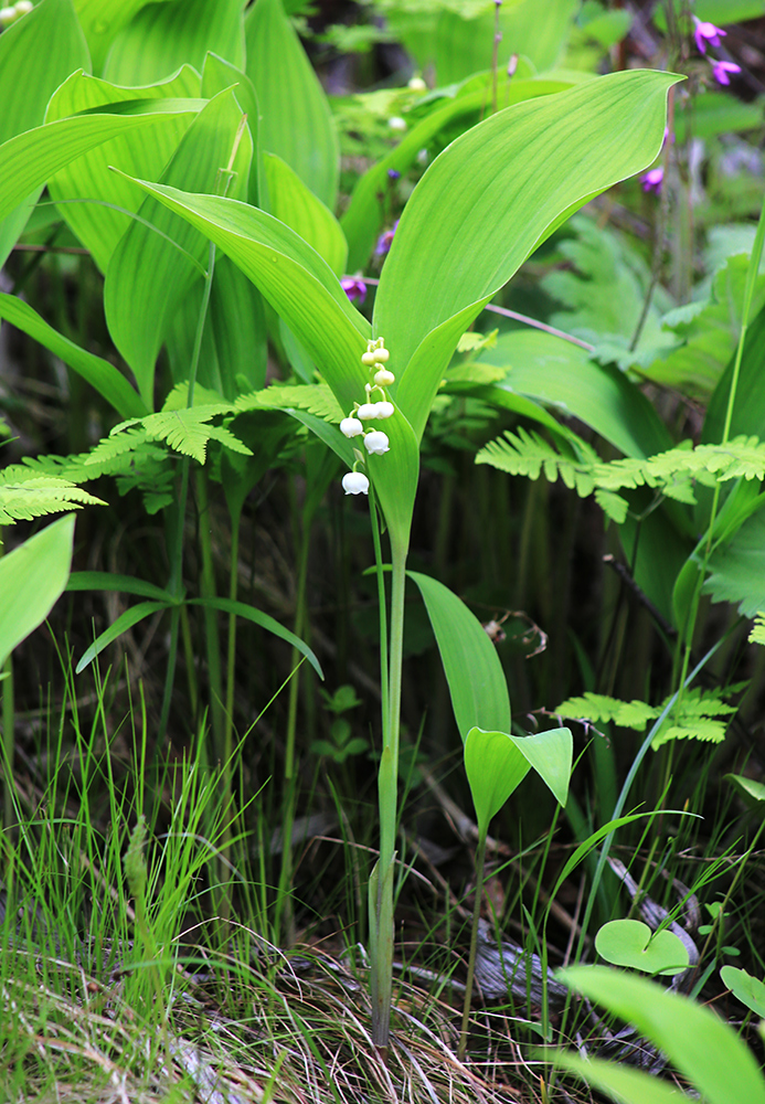 Изображение особи Convallaria keiskei.