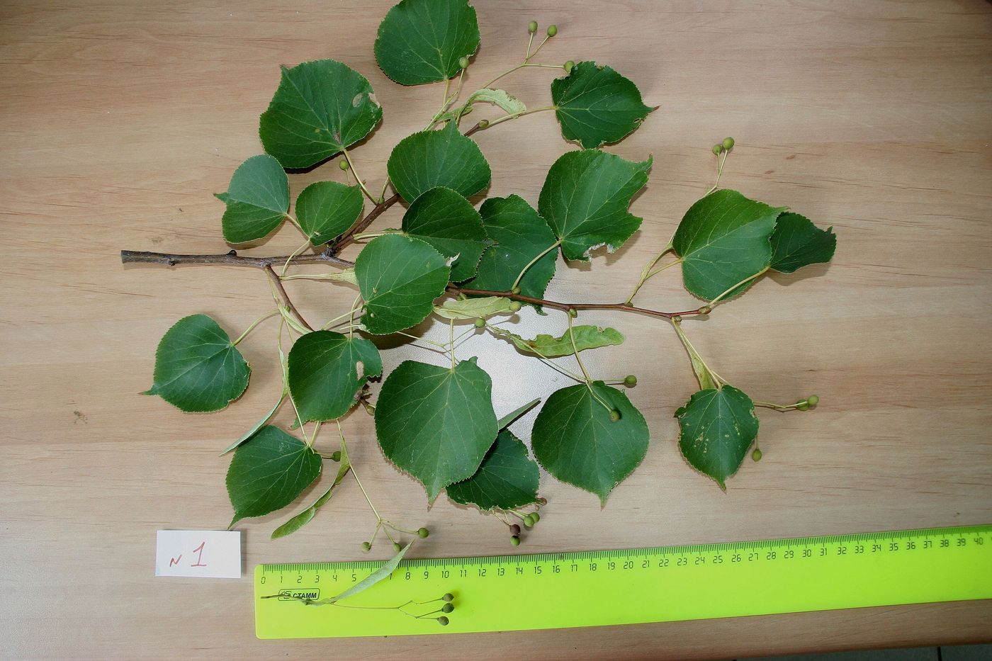 Image of Tilia platyphyllos specimen.