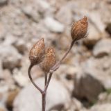 Helianthemum buschii. Соплодие. Адыгея, Кавказский биосферный заповедник, южный скалистый склон горы Оштен, исток р. Мутный Тепляк, субальпийский пояс, ≈ 2100 м н.у.м., каменистая осыпь. 30.08.2015.