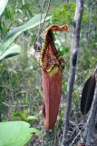 genus Nepenthes