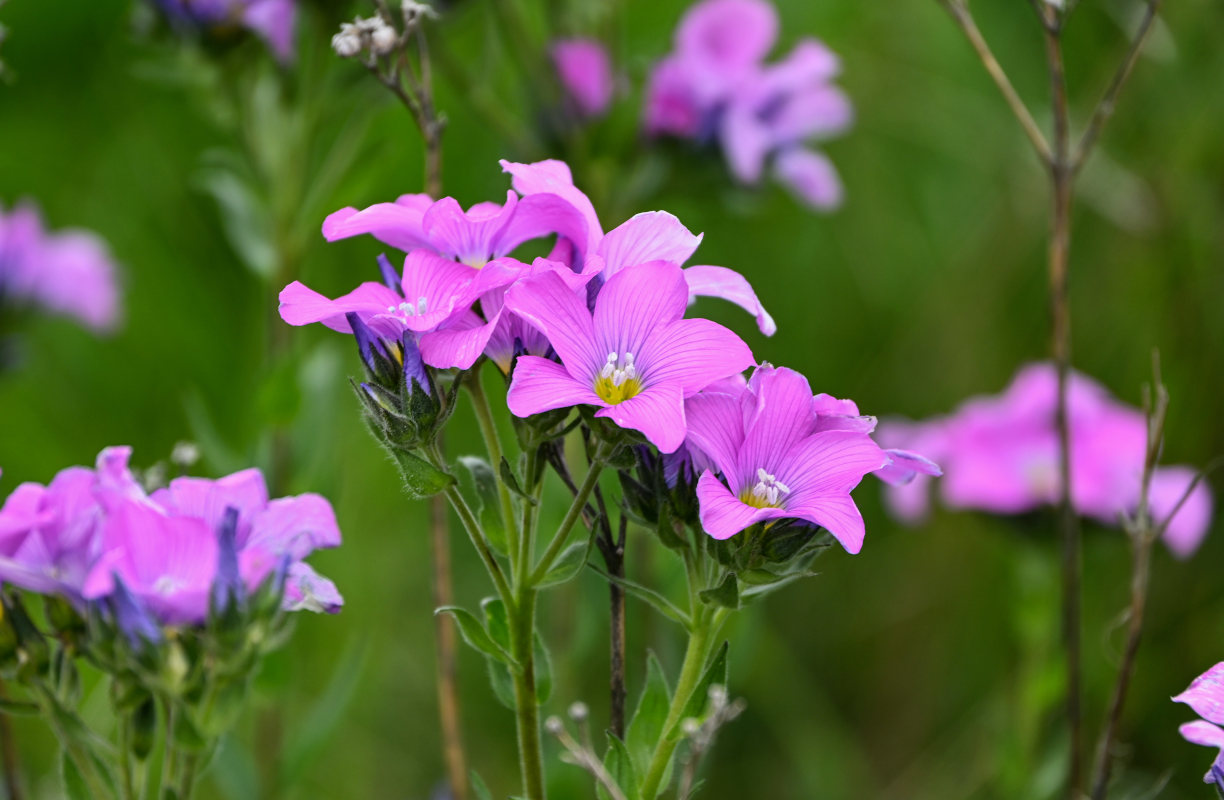 Изображение особи Linum hypericifolium.