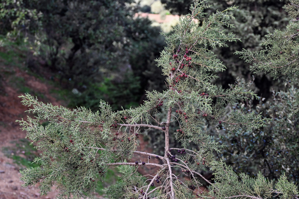 Изображение особи Juniperus phoenicea.