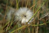 Sonchus humilis