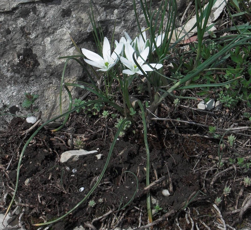 Изображение особи Ornithogalum navaschinii.