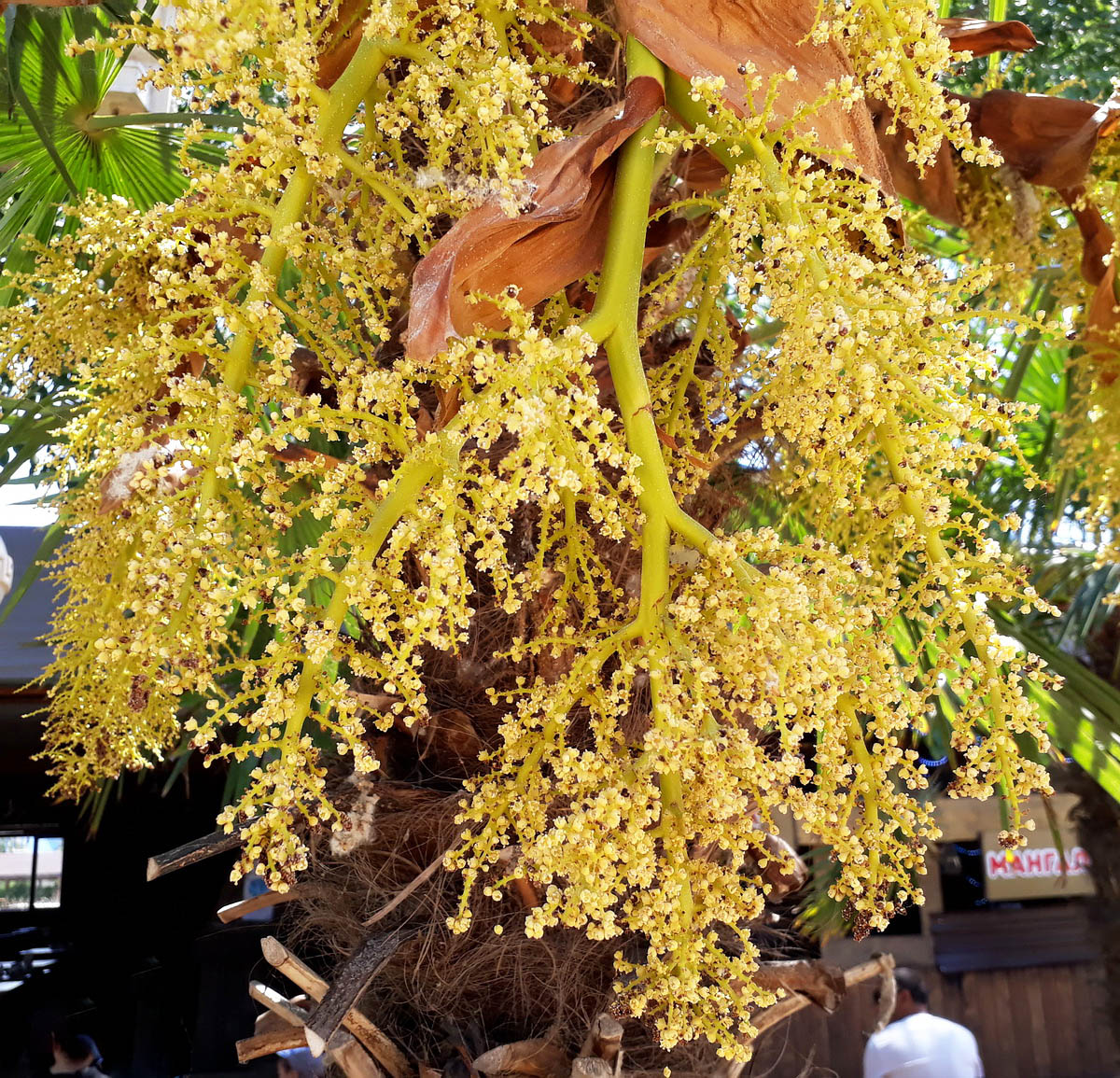 Изображение особи Trachycarpus fortunei.