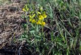 Thermopsis lanceolata. Цветущее растение. Хакасия, Боградский р-н, окр. с. Большая Ерба, подножие лугового склона. 07.06.2022.