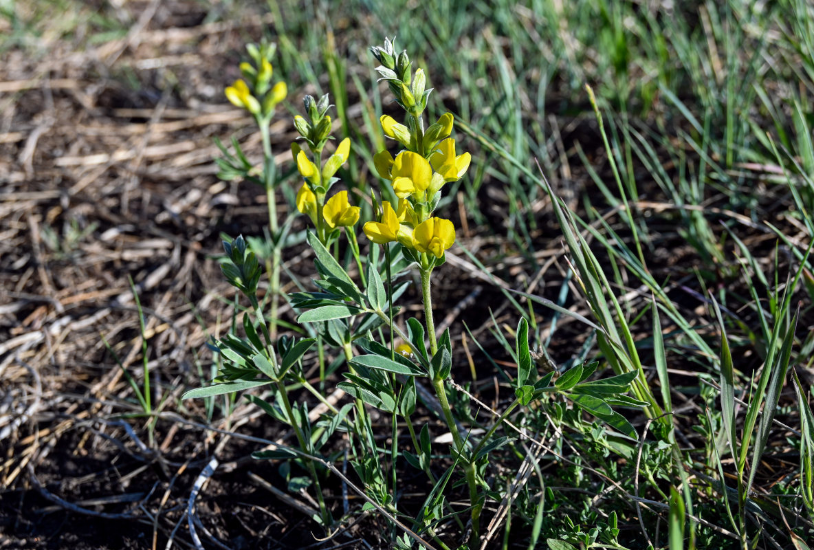 Image of Thermopsis lanceolata specimen.