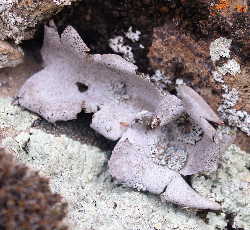 Image of division Ascomycota specimen.