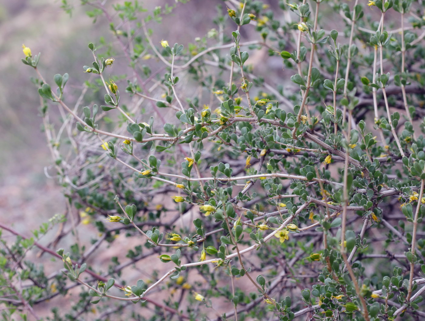 Изображение особи Zygophyllum atriplicoides.