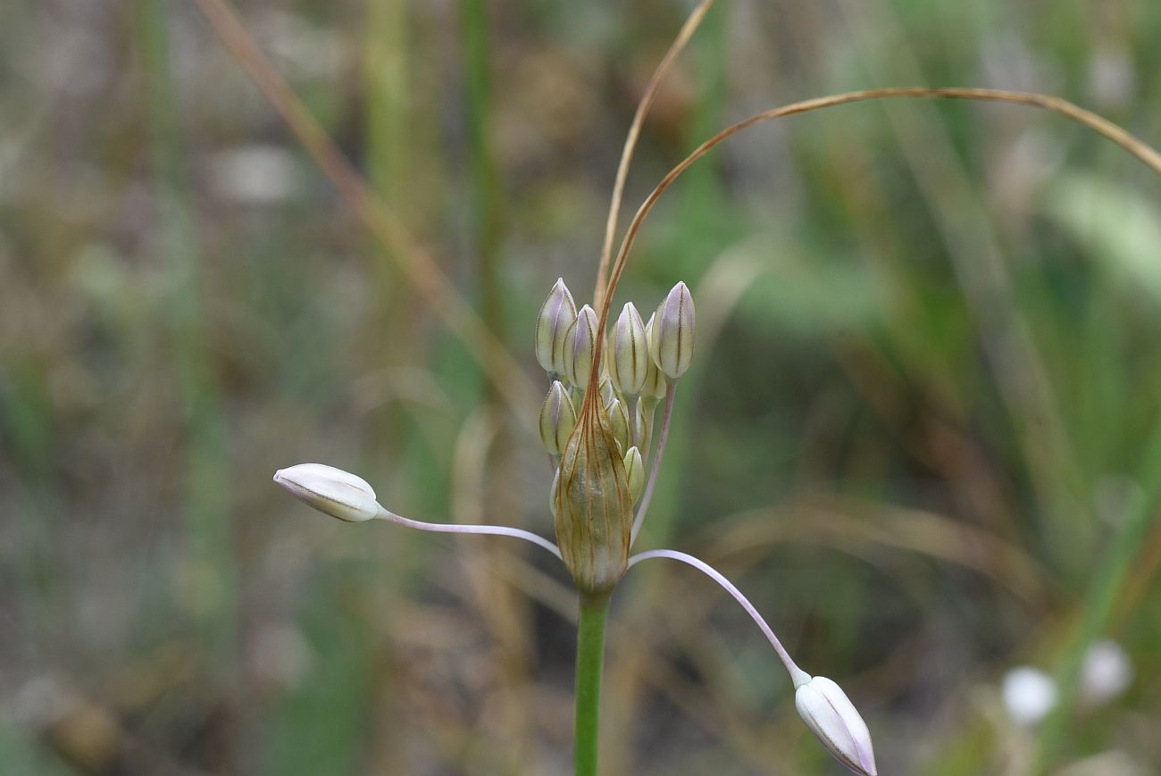 Image of Allium kunthianum specimen.