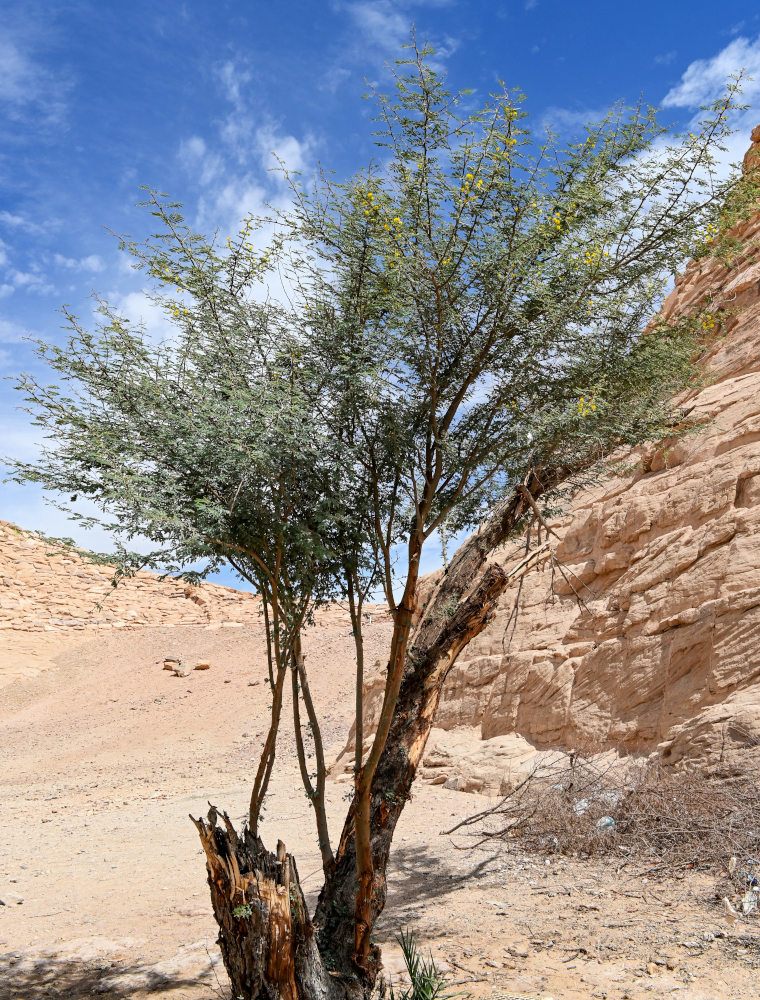 Изображение особи Vachellia nilotica.