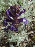 Orobanche amoena