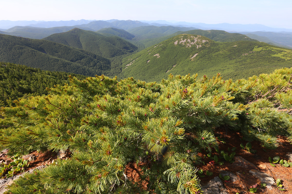 Image of Pinus pumila specimen.