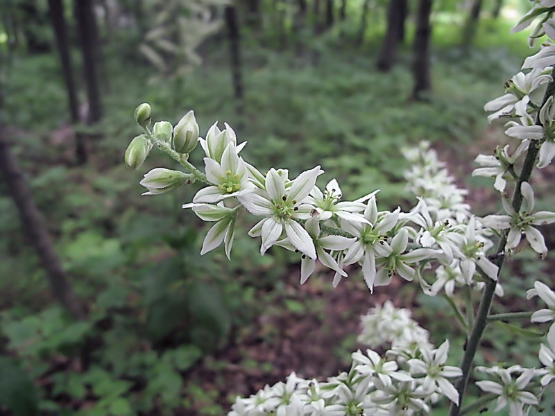 Изображение особи Veratrum dahuricum.