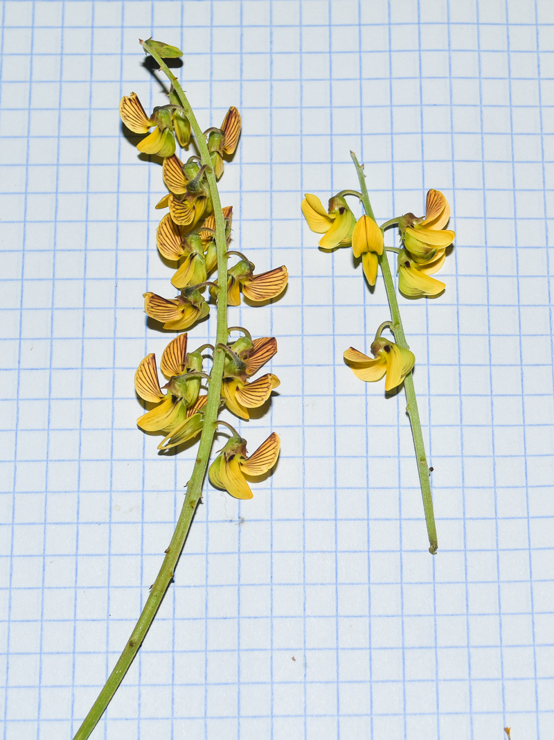 Image of Crotalaria lanceolata specimen.