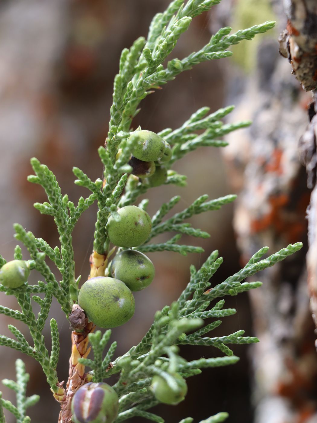 Image of Juniperus turkestanica specimen.