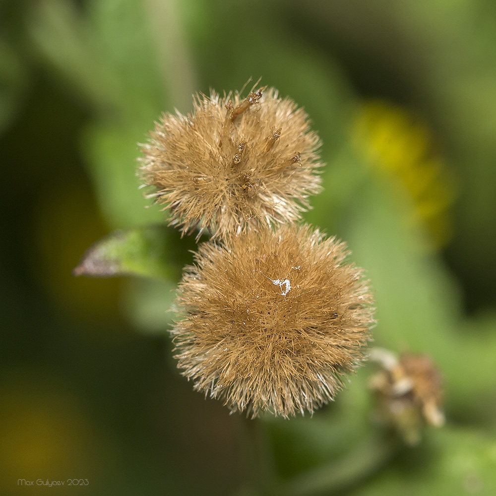 Изображение особи Pulicaria dysenterica.