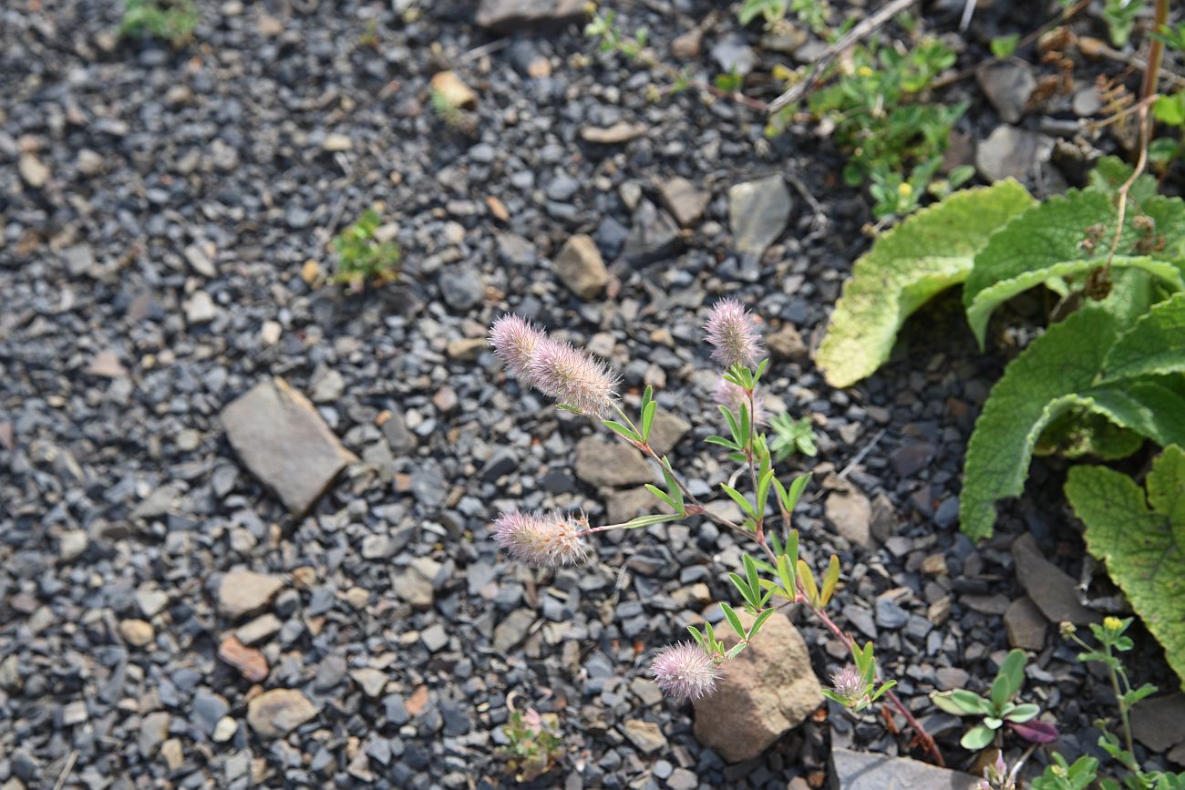 Image of Trifolium arvense specimen.