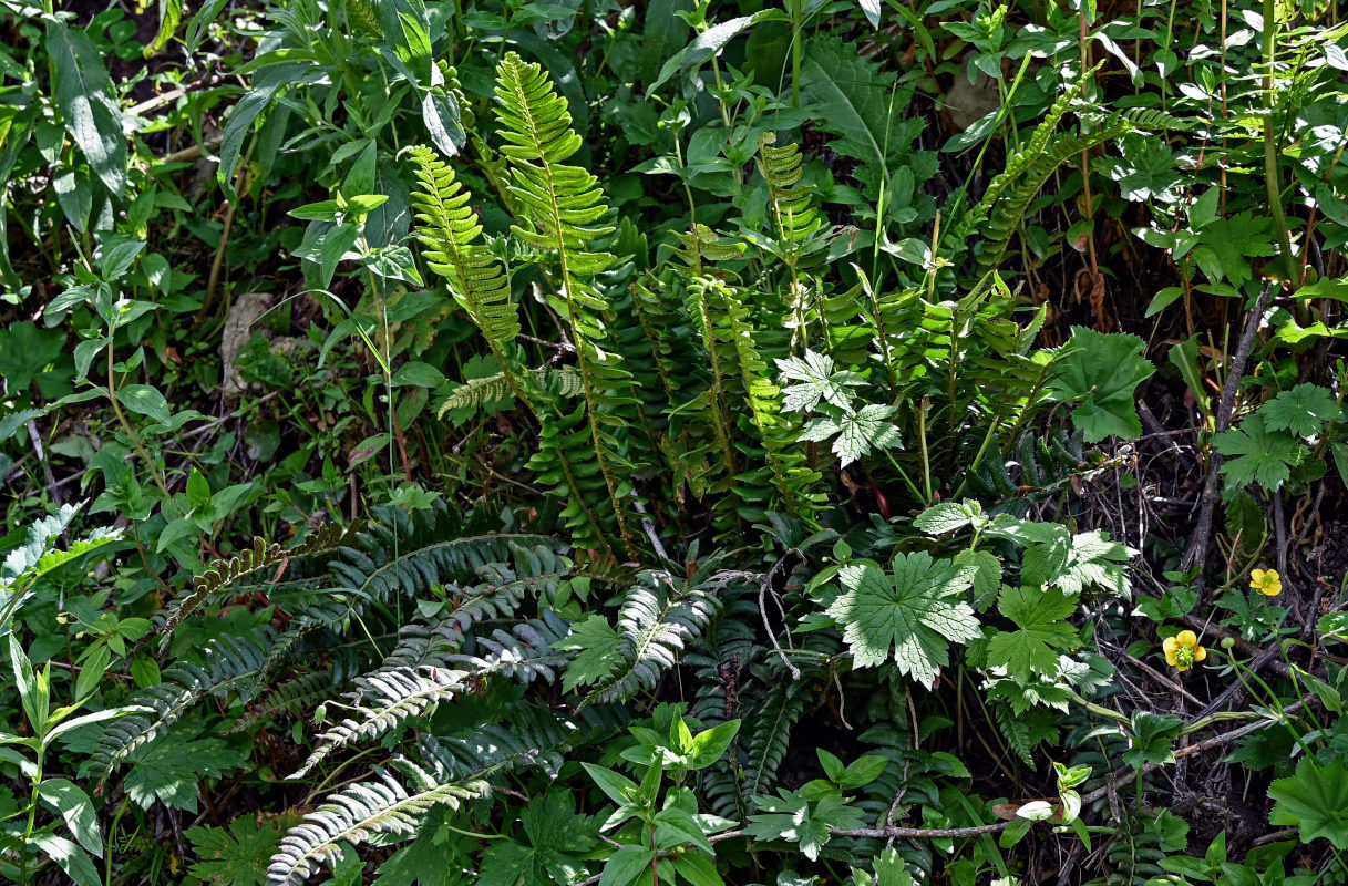 Изображение особи Polystichum lonchitis.