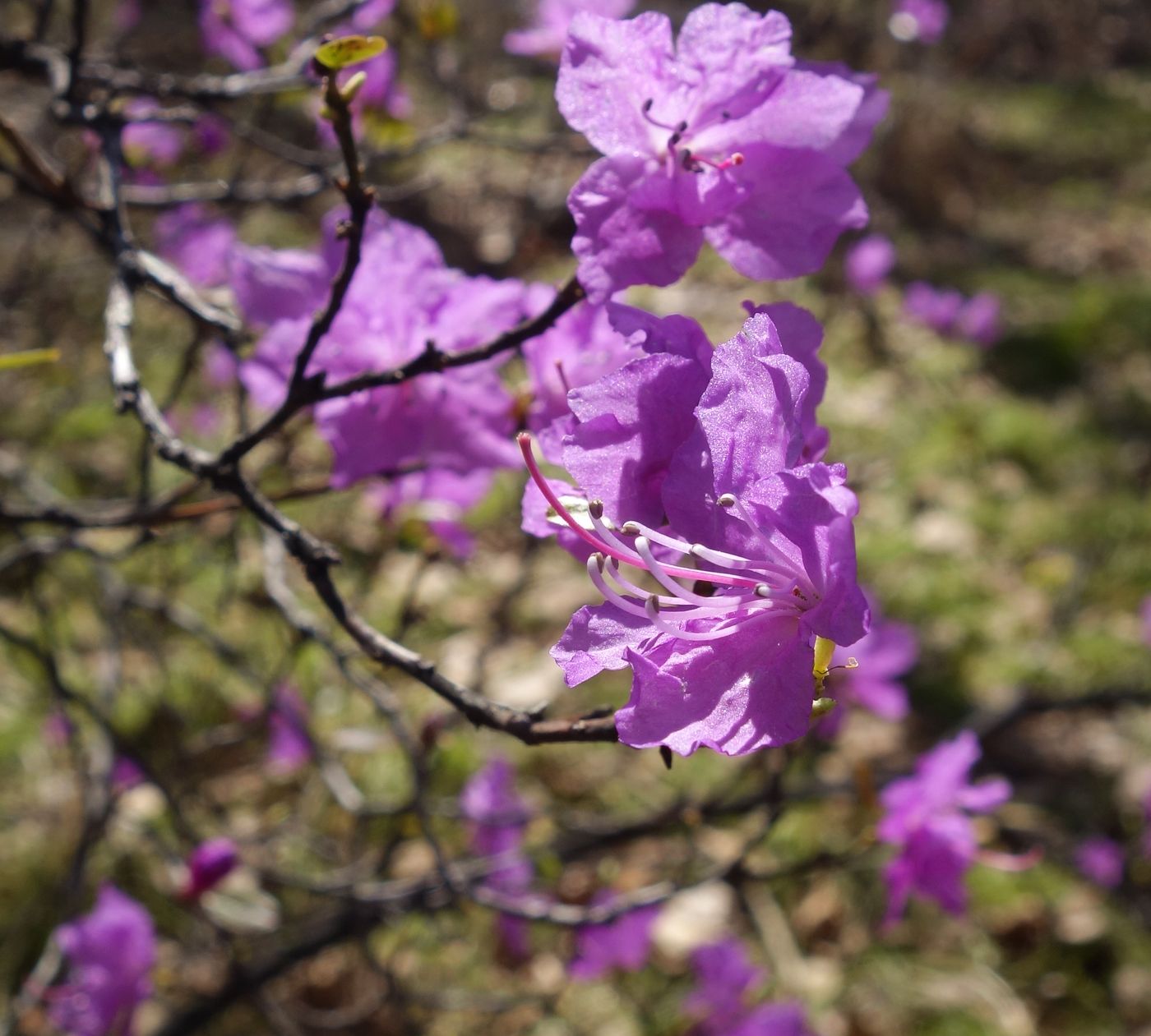 Image of Rhododendron dauricum specimen.