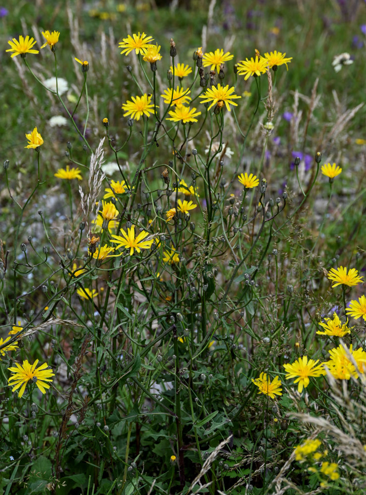 Image of Crepis sonchifolia specimen.