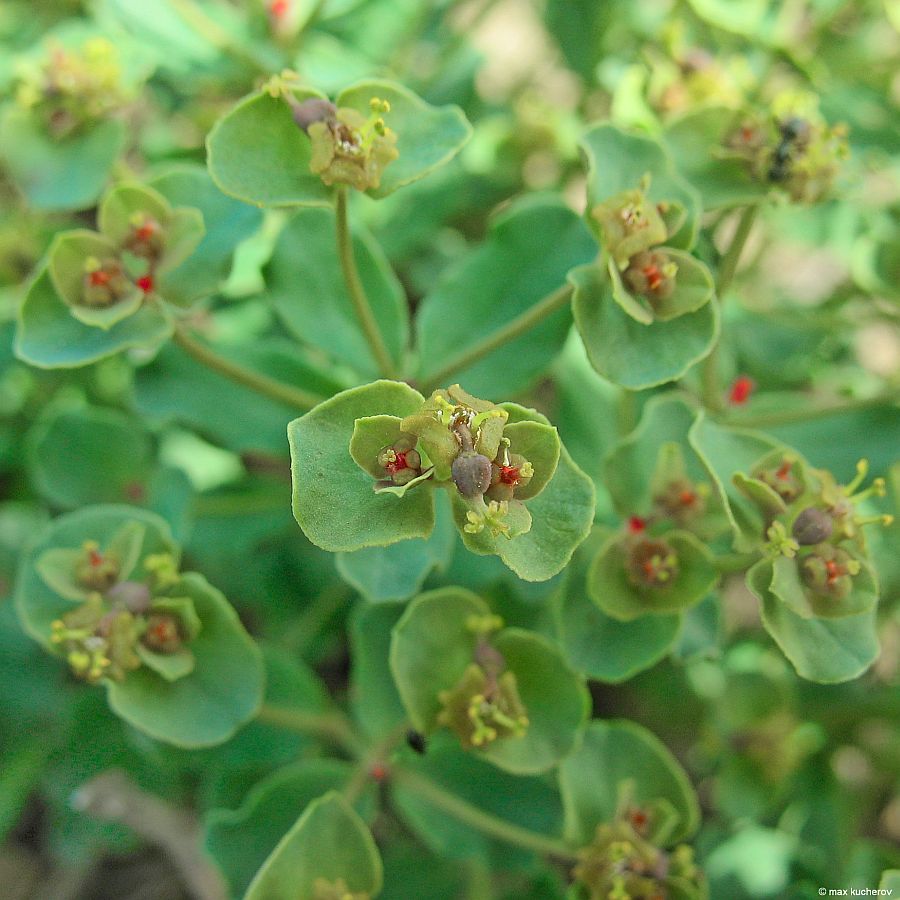 Изображение особи Euphorbia undulata.