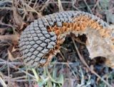 Helianthus annuus