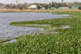 Eichhornia crassipes