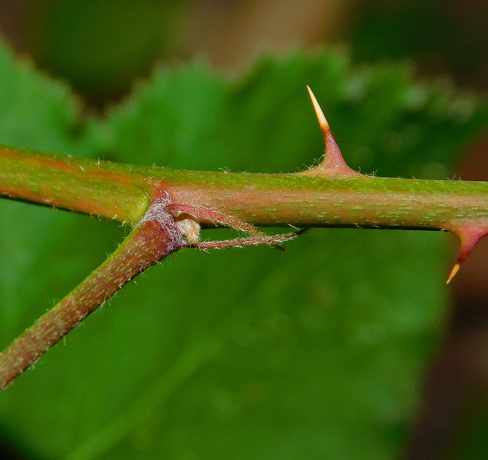 Image of Rubus ibericus specimen.