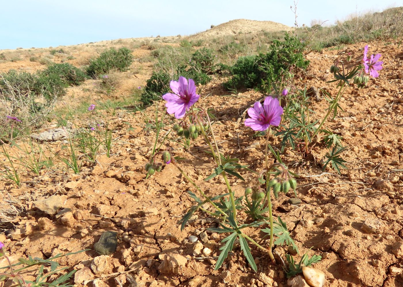 Image of Geranium transversale specimen.