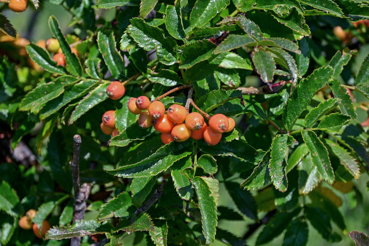 Изображение особи Sorbus sambucifolia.