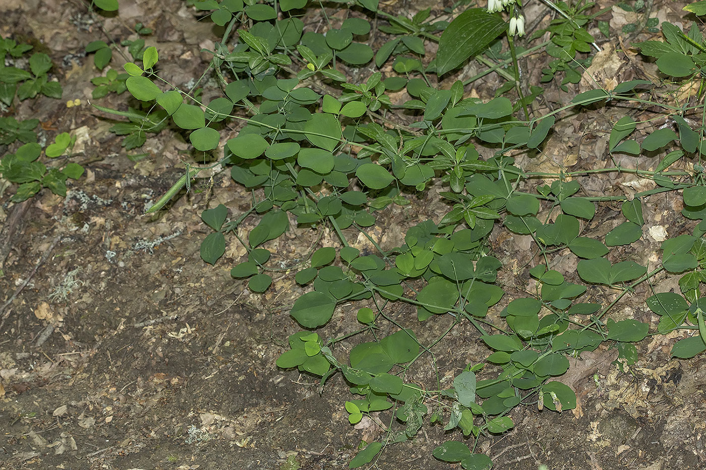 Изображение особи Lathyrus rotundifolius.